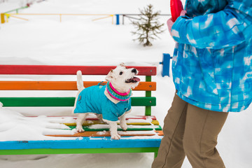 Jack Russell Terrier. Dog playing in winter park. Pet concept