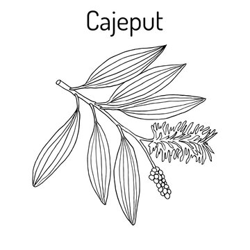 Cajeput Melaleuca leucadendron , or weeping paperbark, medicinal plant