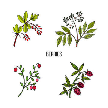 Vintage collection of hand drawn wild berries plants