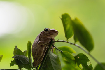 Frog on tree