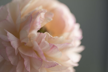 Pastel Pink Ranunculus 
