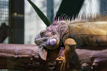 Reptile