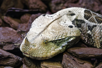 Viper