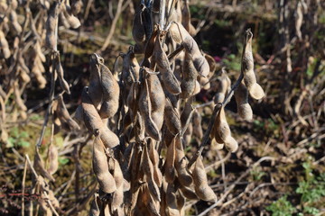 収穫前の大豆畑