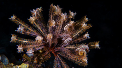 Haarstern beim einrollen