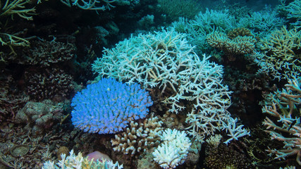 Korallenbleiche 2016