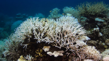Naklejka premium Korallenbleiche 2016