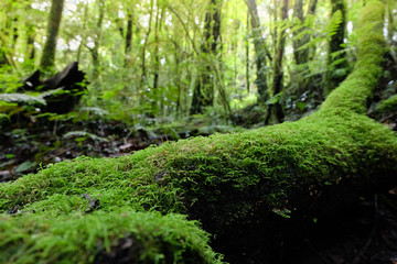 Moss on trees in rainforest