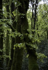 Fototapeta premium Forêt de Beuvray à Saint-Léger-sous-Beuvray, Saône-et-Loire, France