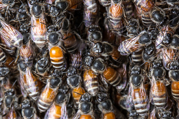 honeybees swarming on the queen.