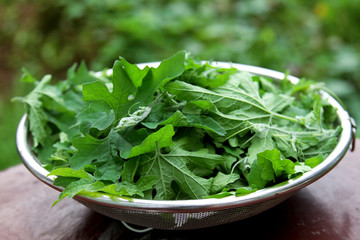 Green bittergourd leaf fresh ingredients
