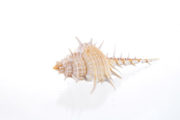 Shells on a white background.