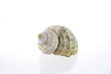 Shells on a white background.