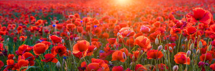 Fototapeta na wymiar red poppies in the light of the setting sun,high resolution panorama