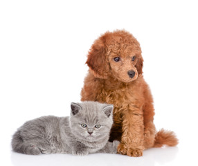 Poodle puppy and tiny kitten  together. isolated on white background