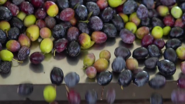 The olives is washing under the water on the factory