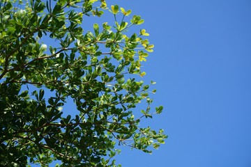 close up Terminalia ivorensis leaves in nature garden