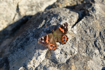 Butterfly on a rock, New Zealand.