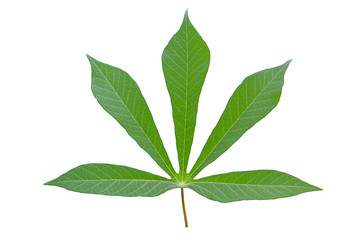 Cassava leaves isolated on white background.