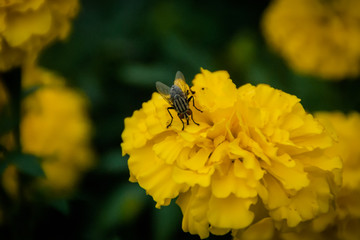 housefly