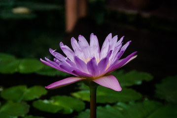 lotus