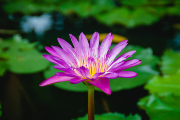 lotus