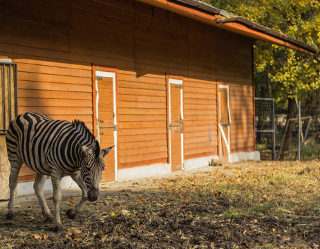 a large zebra goes near her paddock One hoof is raised
