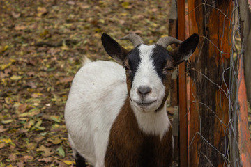 full body goat muzzle smile goat to the camera