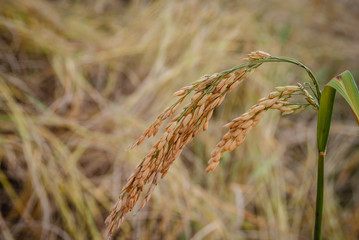 ear of rice