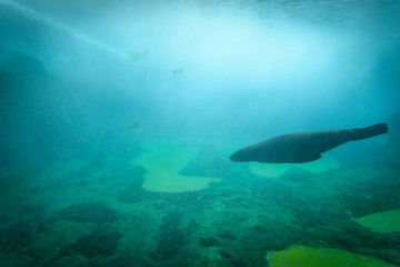 Seal underwater