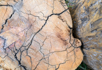 Close-up cross section of tree trunk.