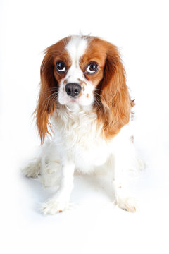 Beautiful friendly cavalier king charles spaniel dog. Purebred canine trained dog puppy. Blenheim spaniel dog puppy. Cute doggy.