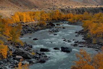 beria. Altai Mountains, Aautumn on the river Chulyshman