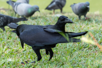 Fototapeta premium giant crow, raven