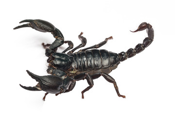 Scorpion isolated on white background.