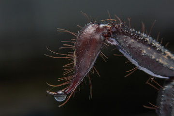 The stinger of an Emperor Scorpion