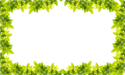 Fototapeta na wymiar leafs frame abstract background isolated on white