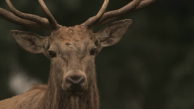 red deer in rutting season - 5k red epic footage