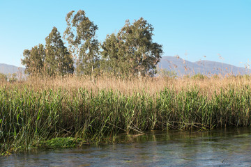 The reeds at the edge of the river.