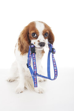 Beautiful friendly cavalier king charles spaniel dog. Purebred canine trained dog puppy. Blenheim spaniel dog puppy with dog harness. Cute.