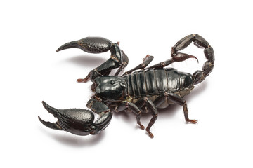 Scorpion isolated on white background.