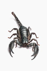 Scorpion isolated on white background.