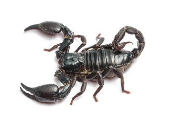 Scorpion isolated on white background.