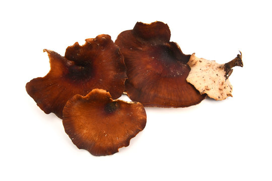 picipes badius fungus