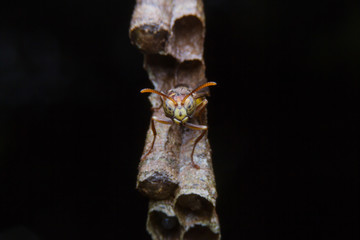 insect hornet A nest on a branch.
