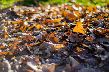 Various fallen leaves in a park