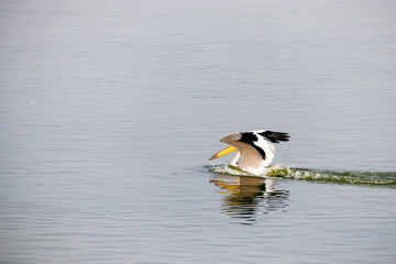 Pelican on the water on a lake with open wings dissects water