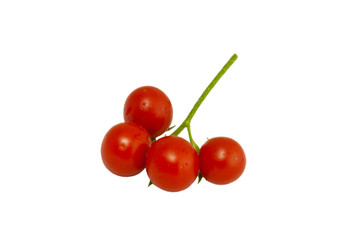 four tomatoes on the branch