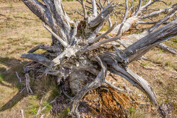 Dead pine tree.