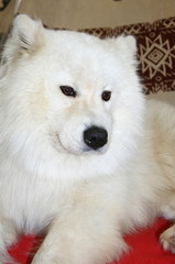 White Samoyed husky on the sled.